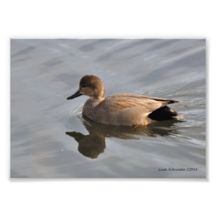 Foto 5 X7 Gadwall Duck