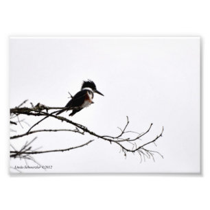 Foto 5X7 Kingfisher contra el cielo estrellado