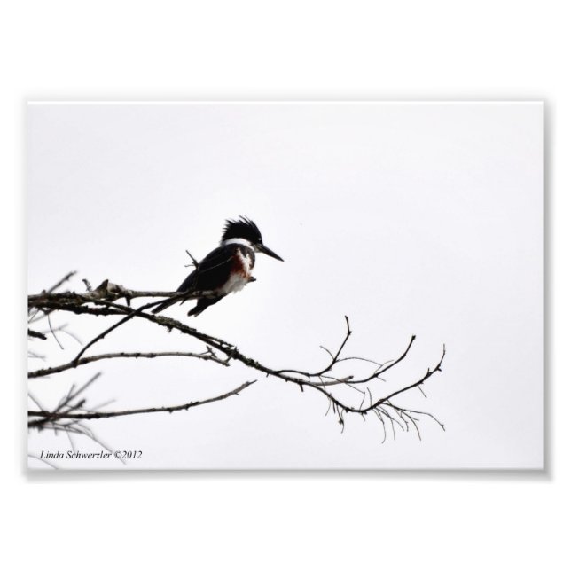 Foto 5X7 Kingfisher contra el cielo estrellado (Frente)