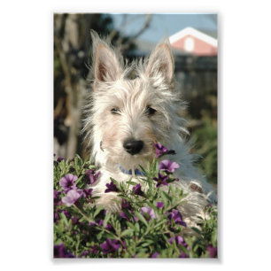  Foto 6x4 de Scottish Terrier