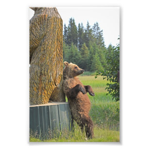  Foto 6x4 del oso pardo