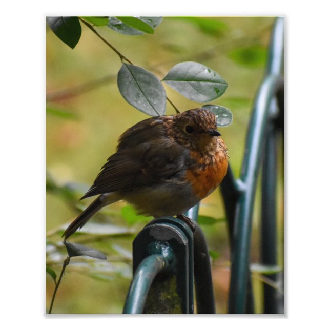 Foto 7.º burra (Frente)