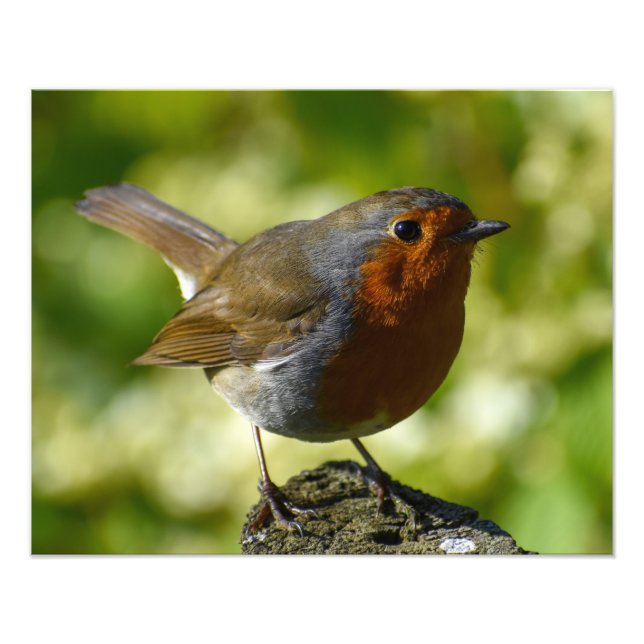 Foto 7.º burra (Frente)