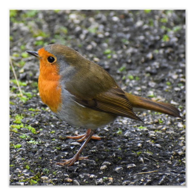 Foto 7.º burra (Frente)