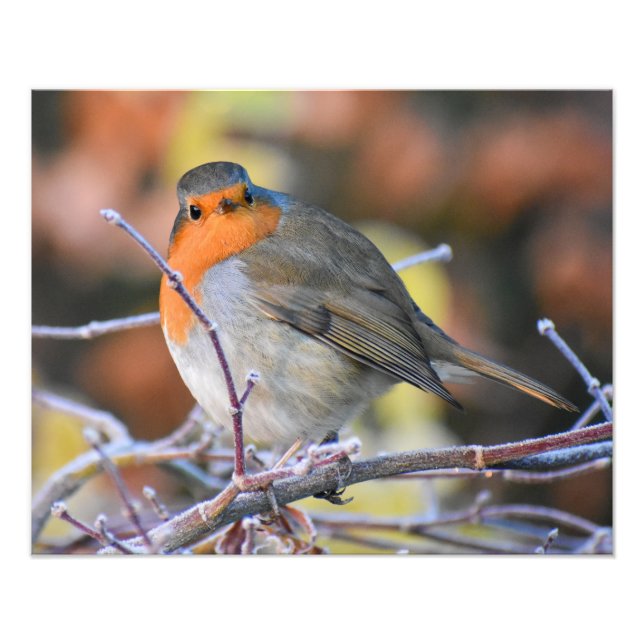 Foto 7.º burra (Frente)