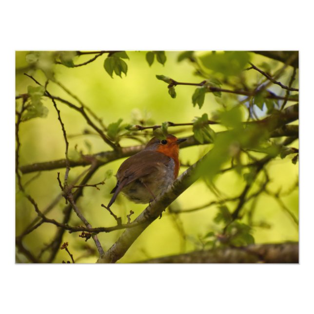 Foto 7.º burra (Frente)