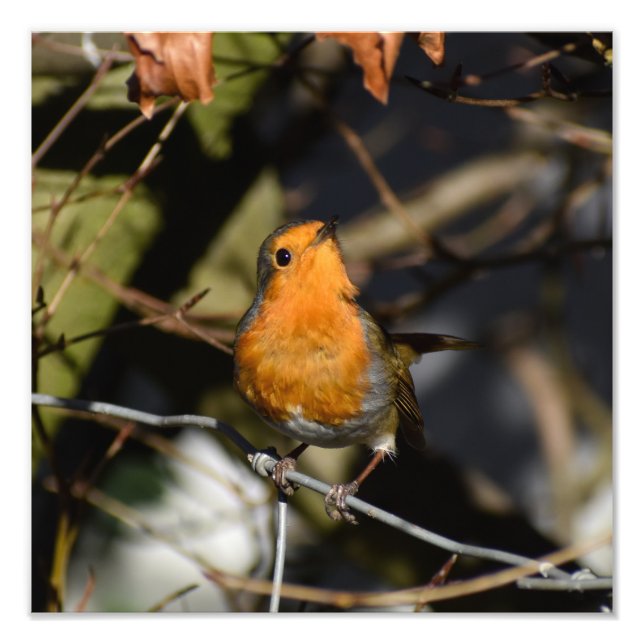 Foto 7.º burra (Frente)