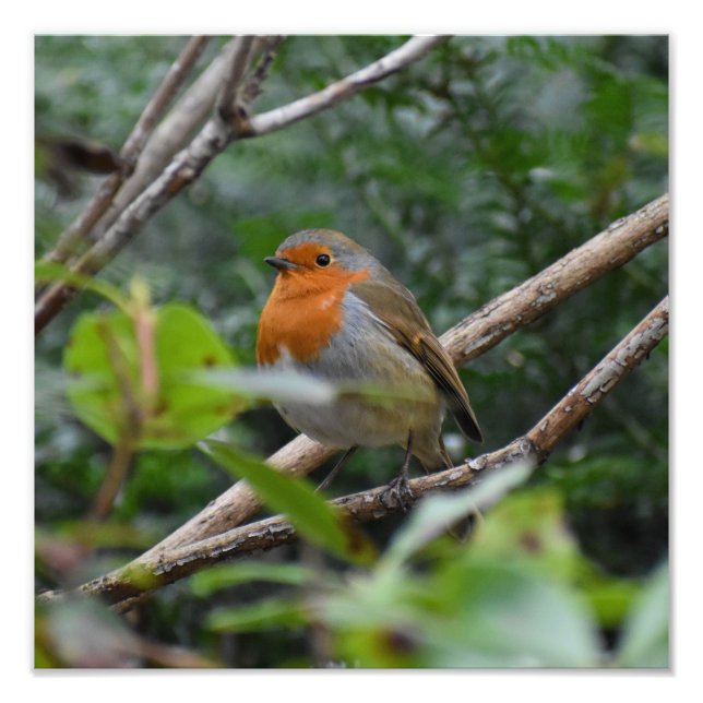 Foto 7.º burra (Frente)