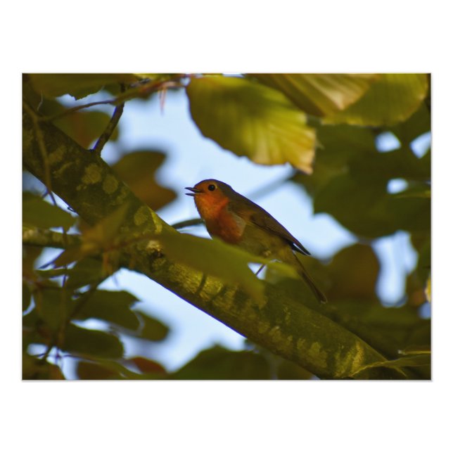 Foto 7.º burra (Frente)