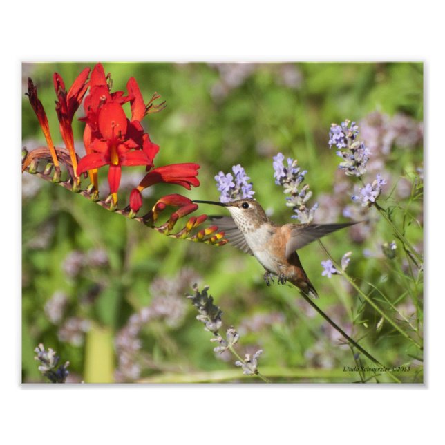 Foto 8 X10 Hummingbird Amantes Delight (Frente)