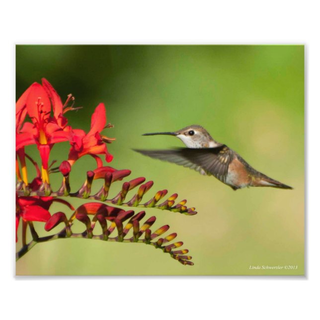 Foto 8 X10 Hummingbird Amantes Delight (Frente)