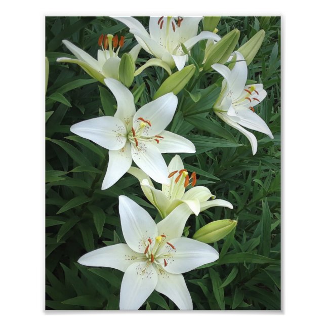 Foto 8"x10" Lilies Blancos (Frente)