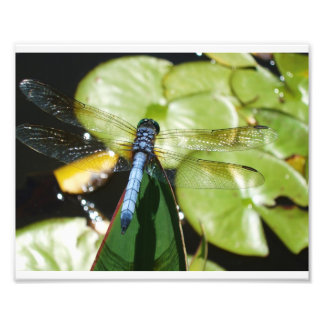 Foto 8 x 10 Dragonfly con cuerpo azul y sombra