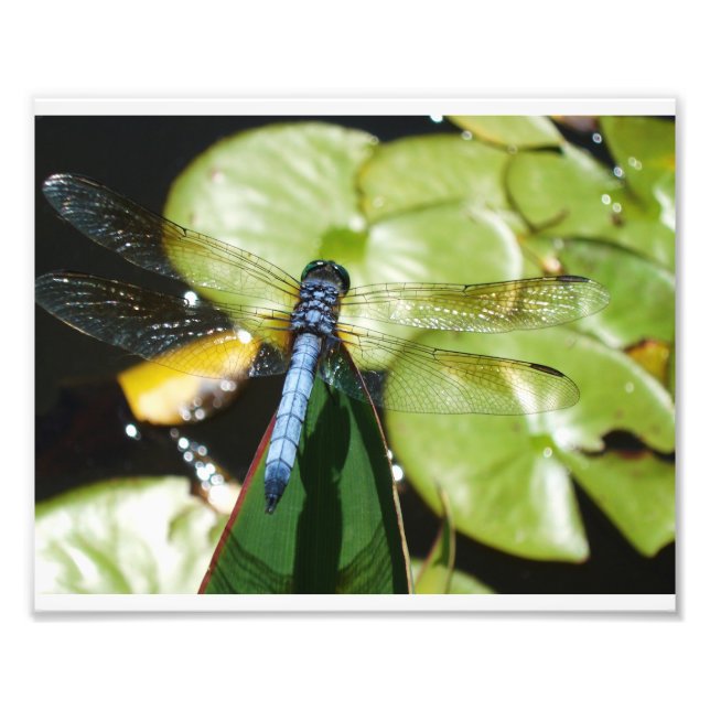 Foto 8 x 10 Dragonfly con cuerpo azul y sombra (Frente)