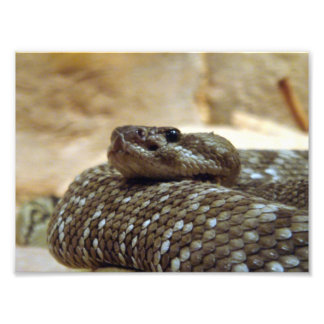 Foto 8 x 10 Rattlesnake