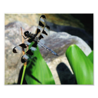 Foto 8 x 10 Zebra Dragonfly