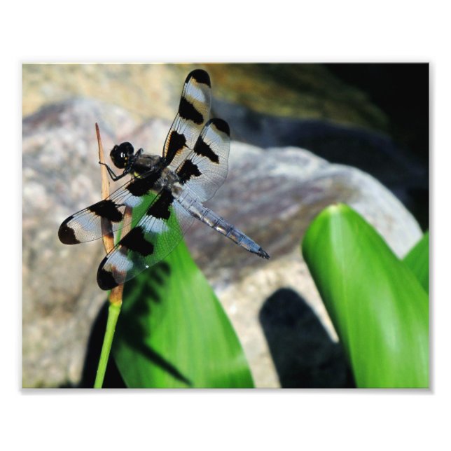 Foto 8 x 10 Zebra Dragonfly (Frente)