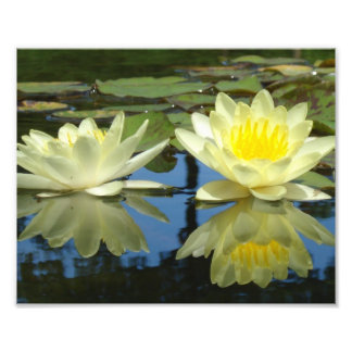 Foto 8x10 Amarillo Mellow