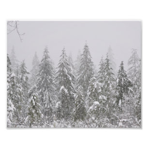 Foto 8X10 Nieve cayendo sobre los árboles frutales