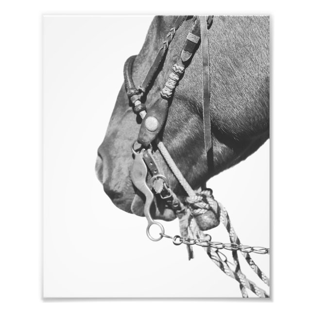 Foto 8x10 Print - Colt in the Two-Rein (Frente)