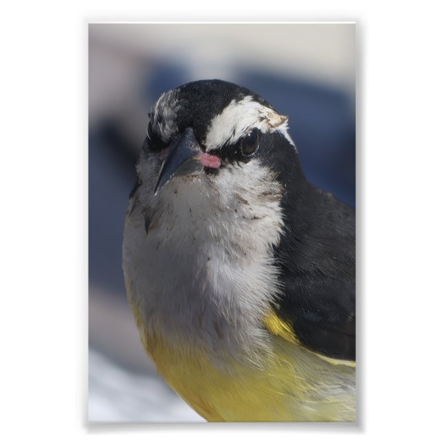 Foto A Bananaquit ~ Yes I am, looking at you.   (Frente)