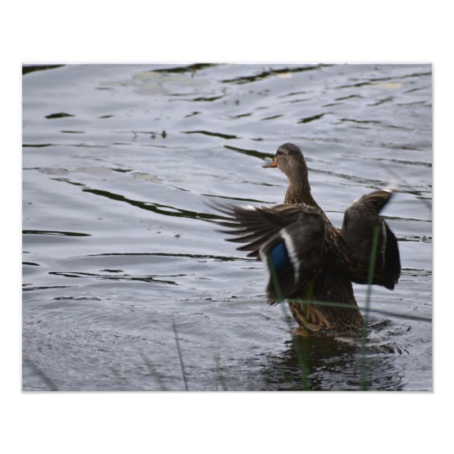 Foto A Mallard duck flapping her wings (Frente)