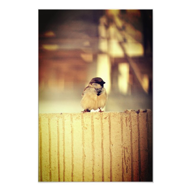 Foto A Wee Sparrow (Frente)