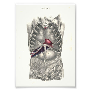 Foto Abdomen de impresión de anatomía humana de 1895