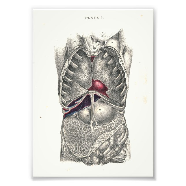 Foto Abdomen de impresión de anatomía humana de 1895 (Frente)