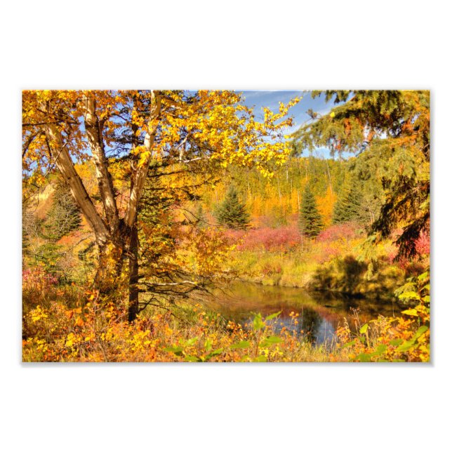 Foto Abedul de otoño (Frente)