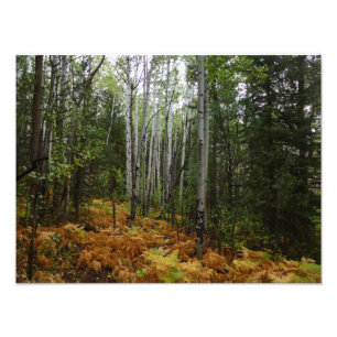 Foto Abedules y Helechos de Otoño en Rocky Mountain