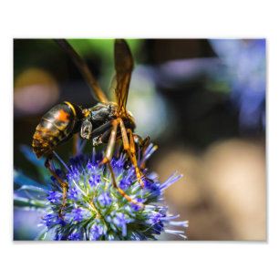 Foto Abeja 10" enterado x 8", favorable papel de la