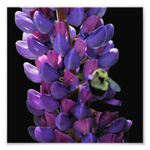 Foto Abeja De Bombeo En Flor Lupina Silvestre Cerrar 8x
