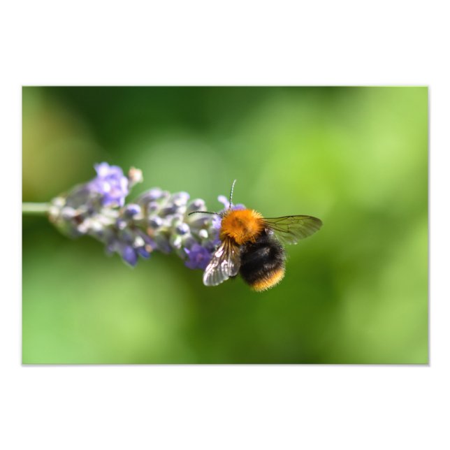 Foto Abeja De Bombeo En Una Lavanda (Frente)