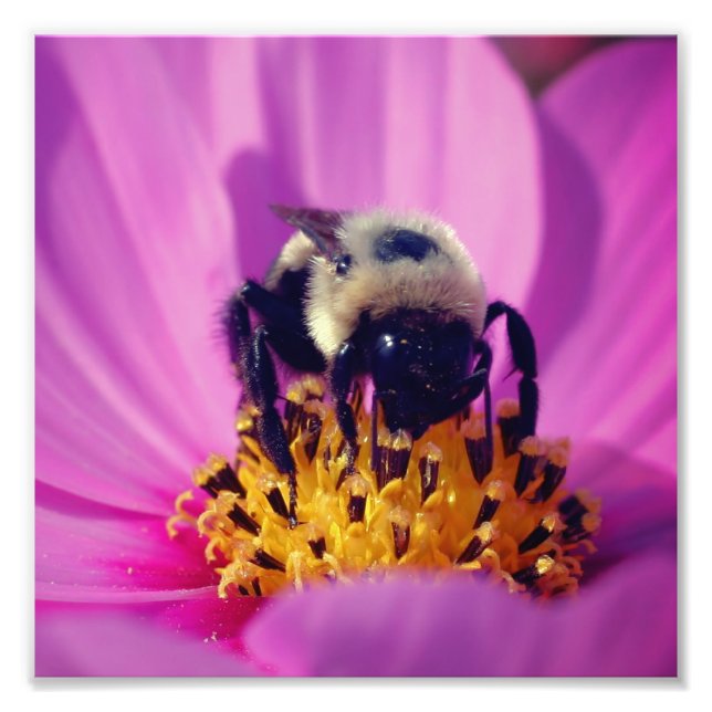 Foto Abeja de burbujas en flor Cosmos 8x8 (Frente)