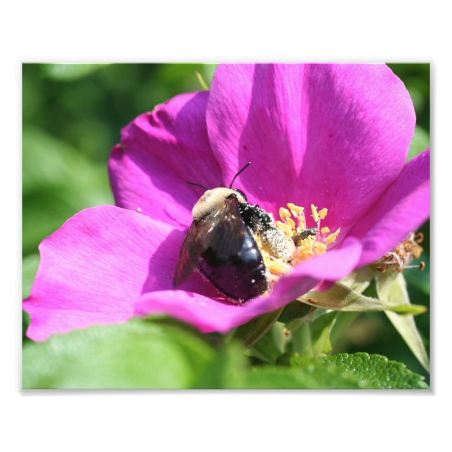 Foto Abeja de burbujas en la naturaleza rosa rosa 10x8 (Frente)