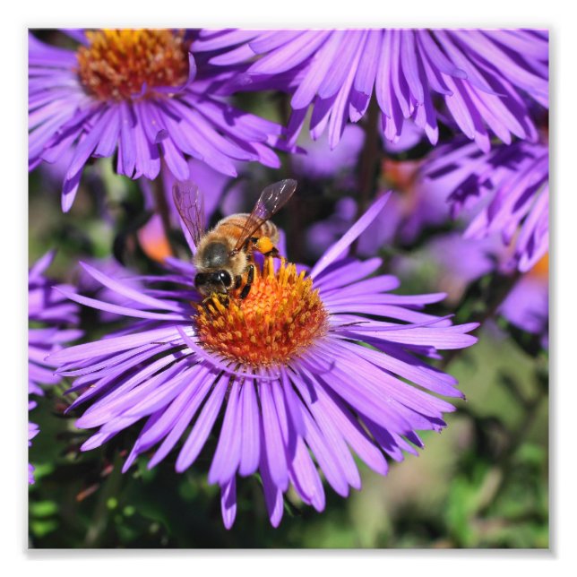 Foto Abeja De Miel En Flor De Aster Púrpura 8x8 (Frente)