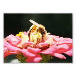 Foto Abeja de miel linda con una flor rosada de zinnia