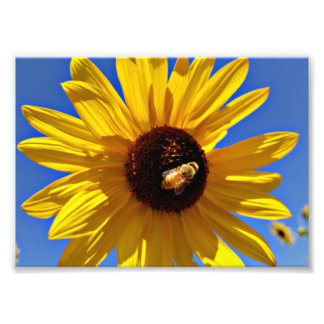 Foto Abeja de miel que poliniza el girasol salvaje