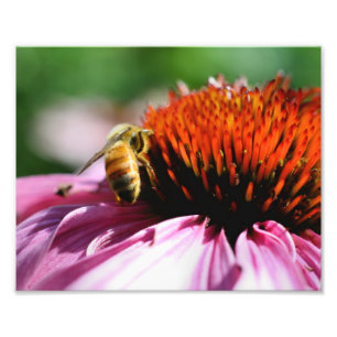 Foto Abeja de miel sobre el deflector cierre 8x10