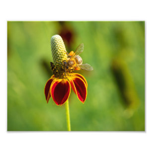Foto Abeja de miel sobre la flor Gorra mexicana