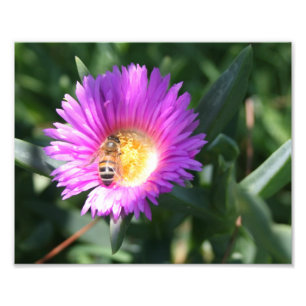 Foto Abeja de miel sobre margarita rosa - Impresión fot