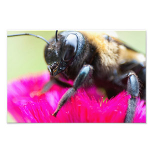 Foto Abeja en Celosia, Ohio