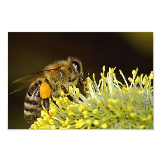 Foto Abeja en el trabajo (Frente)