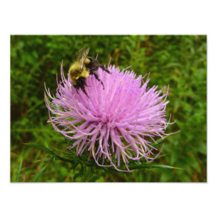 Foto Abeja en Flor de Cardo Naturaleza