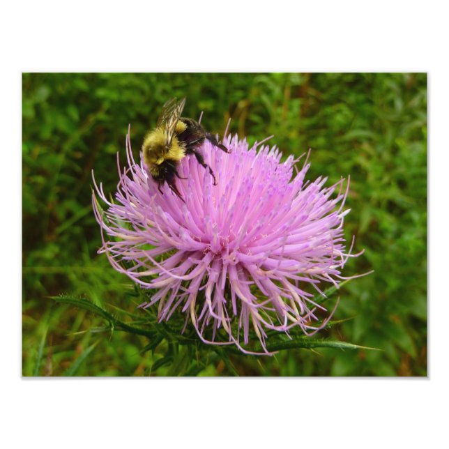 Foto Abeja en Flor de Cardo Naturaleza (Frente)