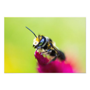 Foto Abeja en flor de celosia