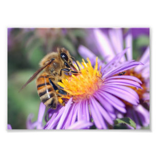 Foto Abeja en Flor Rosa Púrpura