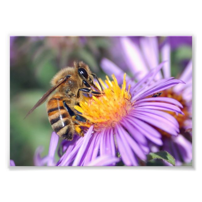 Foto Abeja en Flor Rosa Púrpura (Frente)