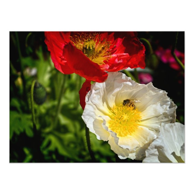 Foto Abeja en la naturaleza (Frente)